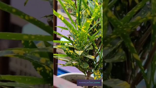 Croton Plant Do & Don't with Complete Care Guide смотреть онлайн