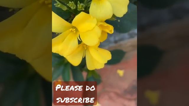 The Breathetaking Of Flowers🍃🌷🌼🌺#nature's Beauty🌈🌦🌞🌝 Flowers Beauty#beautiful Red Colour Flowers 🌹🥀