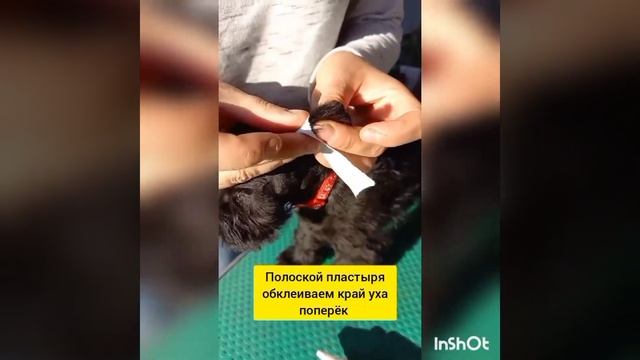 Коррекция купированных и натуральных ушей . Цвергшнауцер смотреть онлайн