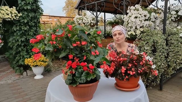 БЕГОНИИ почему плохо цвели в этом году? Готовимся с Анастасией к эксперименту смотреть онлайн