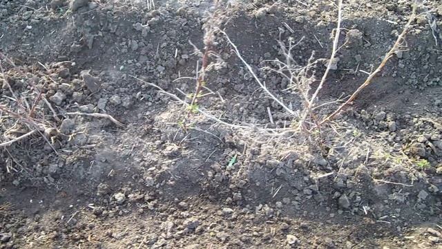 Выращивание ремонтантной малины / Весенняя подкормка малины смотреть онлайн