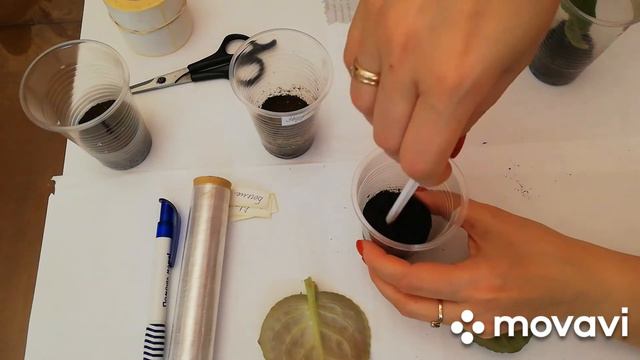 Как укоренить ЛИСТ?/укоренение ФИАЛОК легко и просто смотреть онлайн