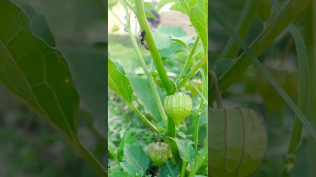 Bast clip in The Video Heilling sound #naturalsounds #travelpakistan смотреть онлайн