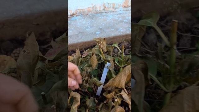 Первые заморозки для гортензий в -5.Так и не успели вызреть!!! 14.10.2023 смотреть онлайн