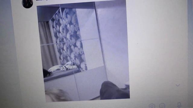 #chihuahualove ЛЕВ - НАРЦИС 05.03.2023 #чихуахуа Цезарион Кинг Леон длинношерстный чихуахуа смотреть онлайн