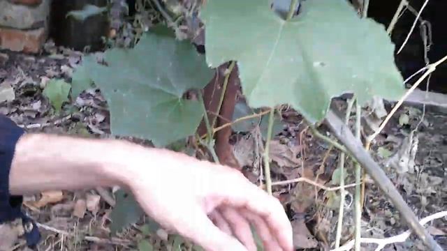 Закрываем огородный сезон в Абхазии. Чайот смотреть онлайн