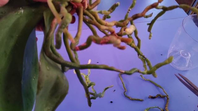 17.01.22.ОРХИДЕЯ .. когда то подаренная на д.р.пора пересадить в хороший керамзит? смотреть онлайн