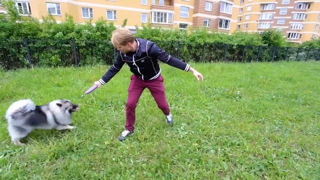 Кеесхонд немецкий вольфшпиц смотреть онлайн