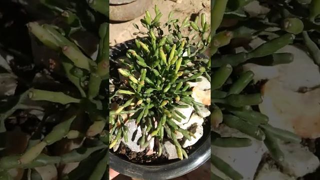 Hatiora salicornioides 'Dancing Bones'? #Shorts смотреть онлайн