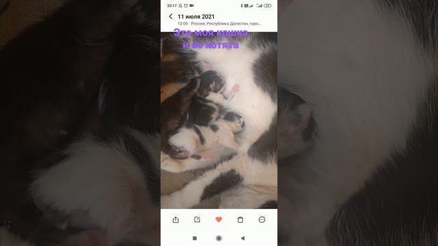 мама дала её соседим соседи купили себе собаку а её на рынке оставили это была моя лучшая кошка смотреть онлайн