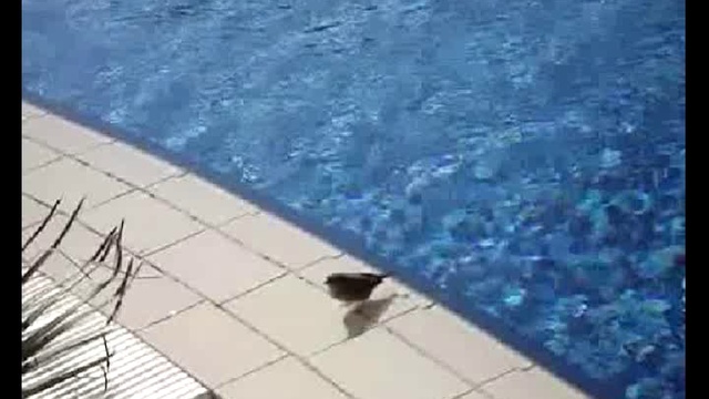 «Тагильские» воробьи в Египте.