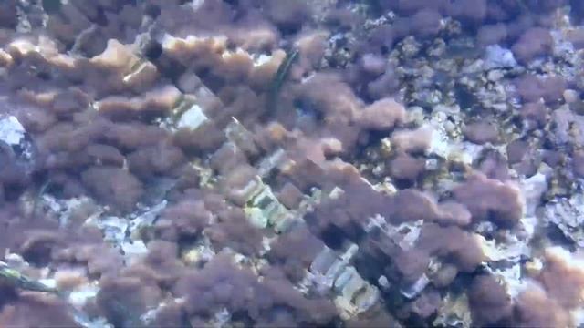 Cyprus Protaras . Кипр. Море у берега с рыбками в Протарасе. смотреть онлайн