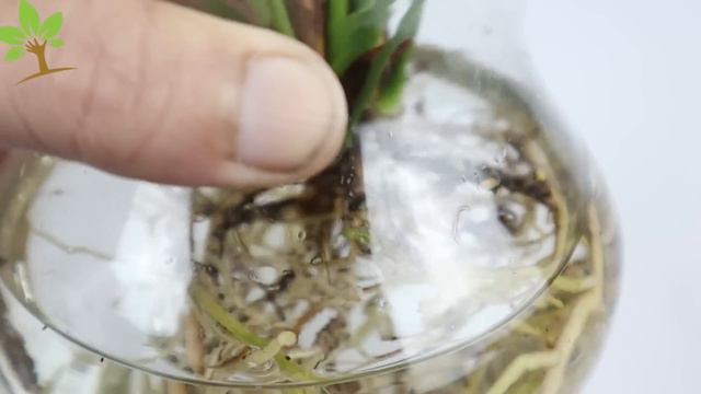 Uma bomba natural para plantas na água (Faz florir e crescer) смотреть онлайн