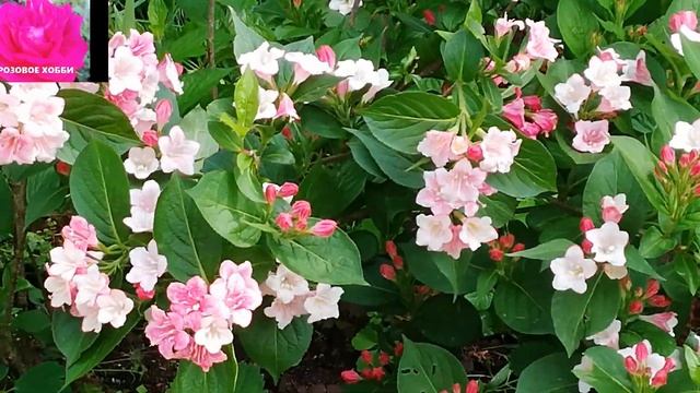 Цветущие Кустарники. Подготовка к зиме. Начинающим цветоводам. смотреть онлайн