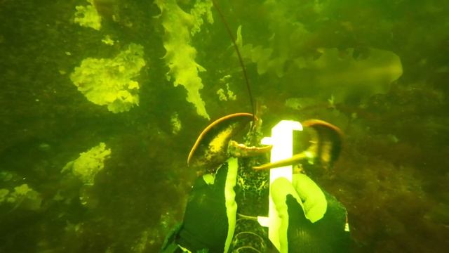 Реальная рыбалка: Ловля рыбы