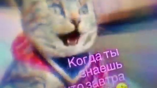Когда вспомнил что завтра выходной смотреть онлайн