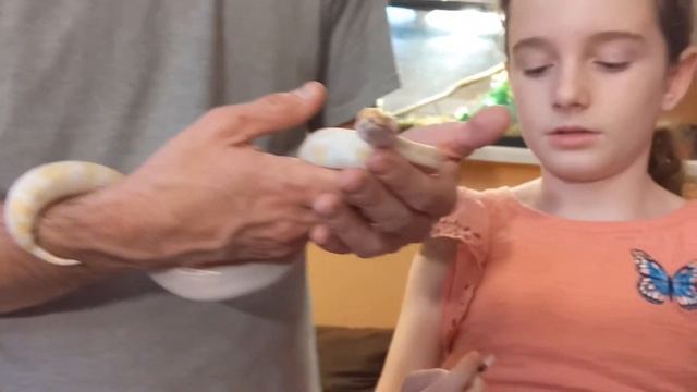 Does My Albino Ball Python Have A Respiratory Infection Part II and Administering Medications смотреть онлайн