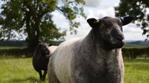 Разведение овец тексель как бизнес идея | Овцеводство | Овцы тексель