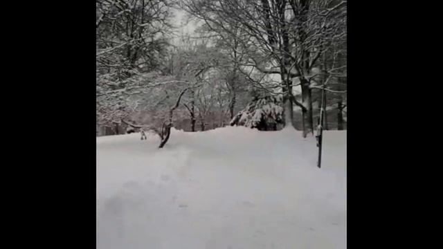 Зимняя сказка. Ботанический сад смотреть онлайн