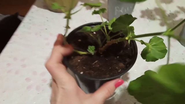 Пеларгония и герань: уход в зимнее время! Как нельзя поливать и обрезать пеларгонию! смотреть онлайн
