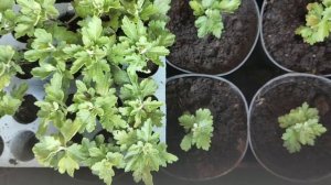 То, без чего не вырастить красивую хризантему мультифлора