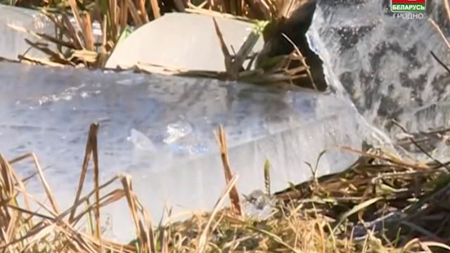 Новость Гродно. 19.12.2016. ОСВОД смотреть онлайн