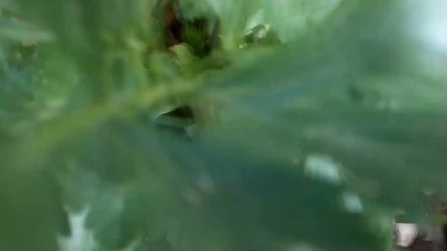 Выращивание корневого сельдерея. Заготовка листьев и стеблей на зиму. смотреть онлайн