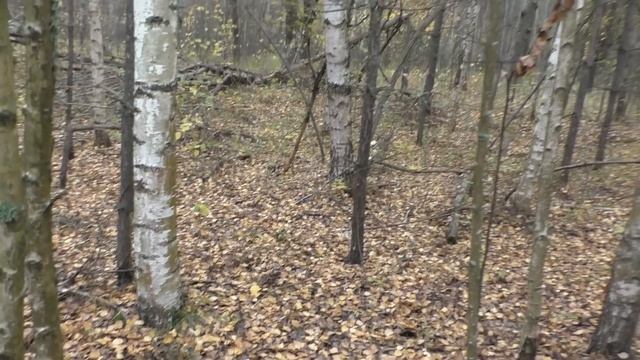 БЕЛЫЕ ГРИБЫ РВУТСЯ ИЗ ПОД ЗЕМЛИ! ВЫХОДЯТ БЕЛОСНЕЖНЫЕ ГИГАНТЫ! смотреть онлайн