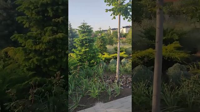парк с розами смотреть онлайн