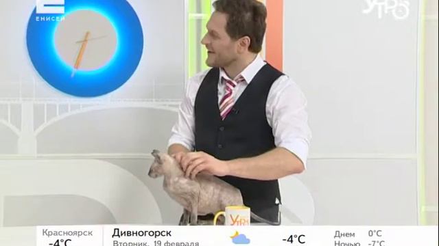 Пристраиваем кошку: породистый сфинкс ищет дом смотреть онлайн