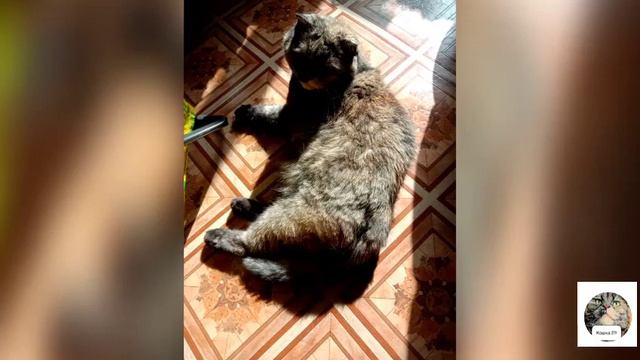Кошке все не нравится смотреть онлайн