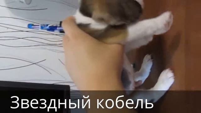 Щенки бигля из питомника в Саратове сэ смотреть онлайн