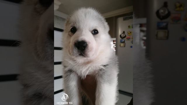 Среднеазиатская овчарка. Шакирджан уехал в Армавир 🥰🥰🥰 смотреть онлайн