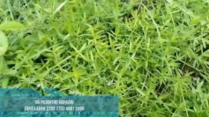 Чабрец(тимьян ползучий).