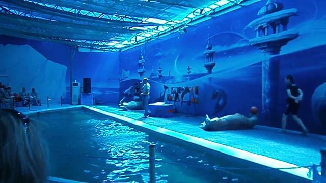 Выступление моржей в Краснодарском зоопарке смотреть онлайн