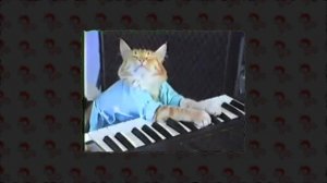Что стало с котами из мемов? Часть 2
