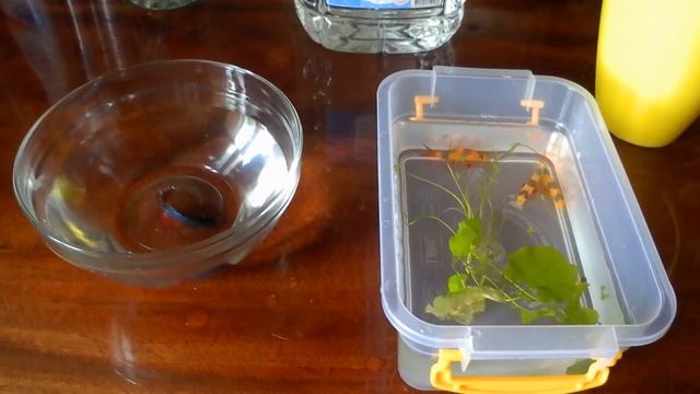 Как правильно пересадить новую рыбу в аквариум смотреть онлайн