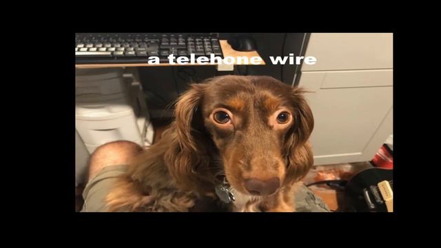 Liar Liar  - Castaways Cover