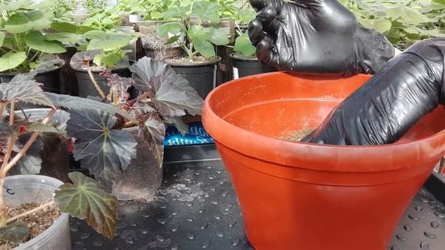 Высаживаю Бегонию в кашпо на постоянное место. Миксы из бегоний.Состав грунта для бегонии .Удобрени смотреть онлайн