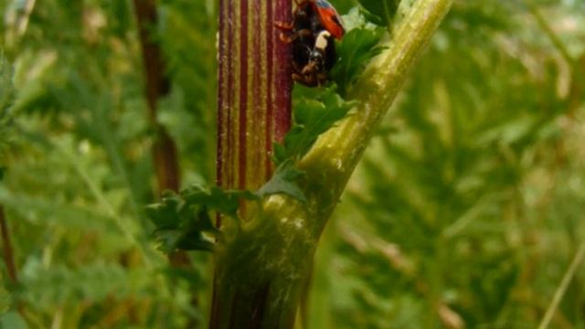 Божья Коровка и Божий Бычок 2012 смотреть онлайн