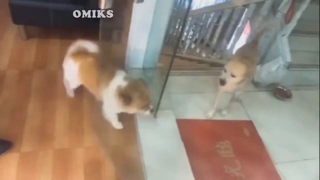 Приколы с котами, собаками, #ОМИКС февраль 2019 ч.1 / Fun with animals February 2019 part 1 смотреть онлайн