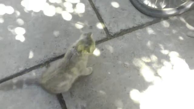 Кот в первые видео скакалку смотреть онлайн