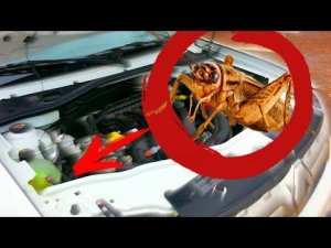 СВИСТ, ПИСК РЕМНЯ НА ХОЛОДНУЮ! НАСТОЯЩЕЕ РЕШЕНИЕ ПРОБЛЕМЫ, ЗАМЕНА РЕМНЯ И РОЛИКОВ F4R 2.0 16V РЕНО