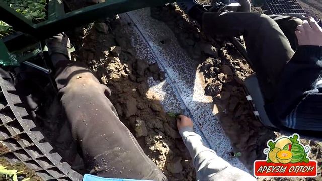 Рассадопосадочная машина Rain Flo для арбузной рассады в действии 11 05 2015