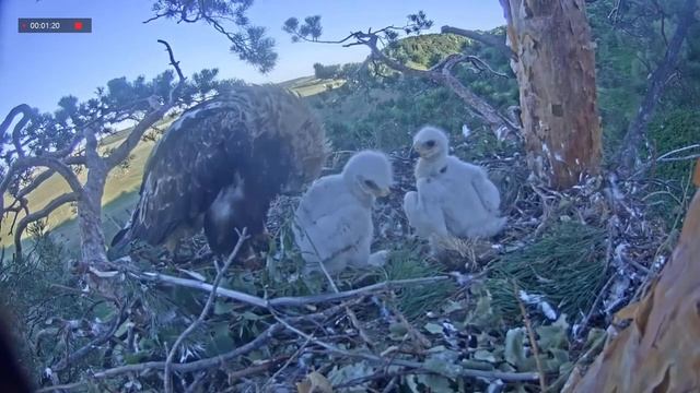 18.06.2021 4:23 Я должен тебя почистить! Я же все делаю как папа!