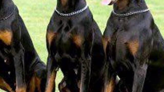 how to buy Doberman puppy how to choose best pet shop afc gamings channel Tamil review смотреть онлайн