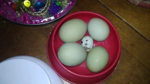 ЗАНЕСЛИСЬ ДОМИНАНТЫ GS 902, ЗЕЛЁНЫЕ ЯИЧКИ, РЕАКЦИЯ ПЕРЕПЁЛОК НА ПРОМЫШЛЕННЫЙ КОМБИКОРМ!