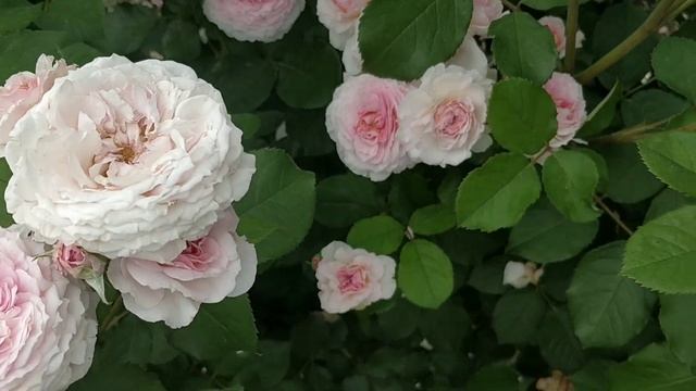 Английская роза James Galway смотреть онлайн