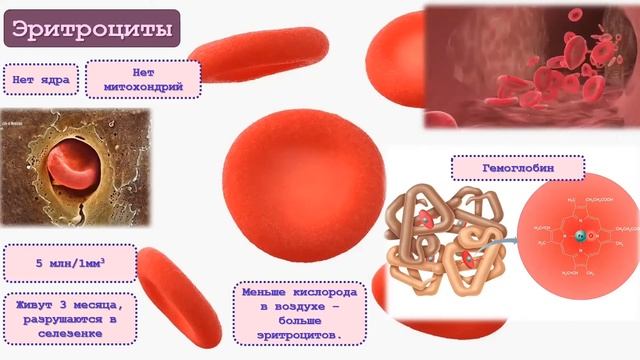 Состав крови. (Плазма и форменные элементы крови) смотреть онлайн