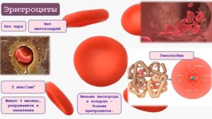 Состав крови. (Плазма и форменные элементы крови)